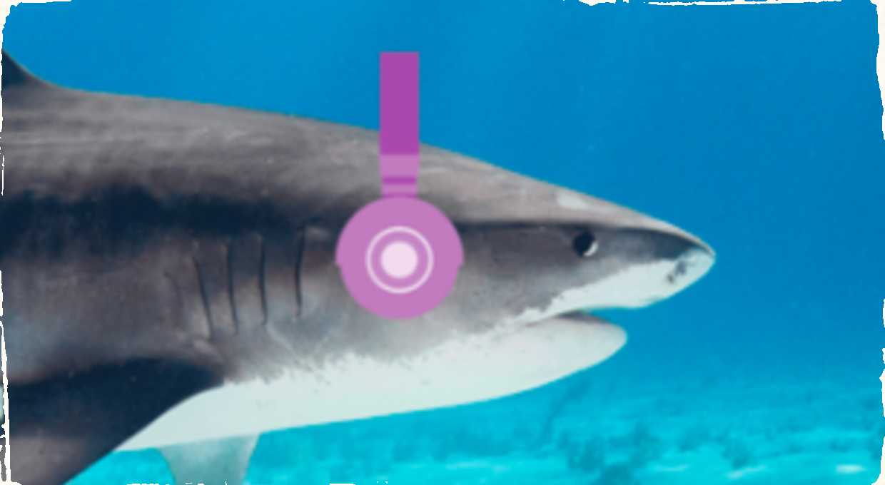 Oceán plný jazzu: Nová štúdia ukazuje, že žralokom sa páči jazz